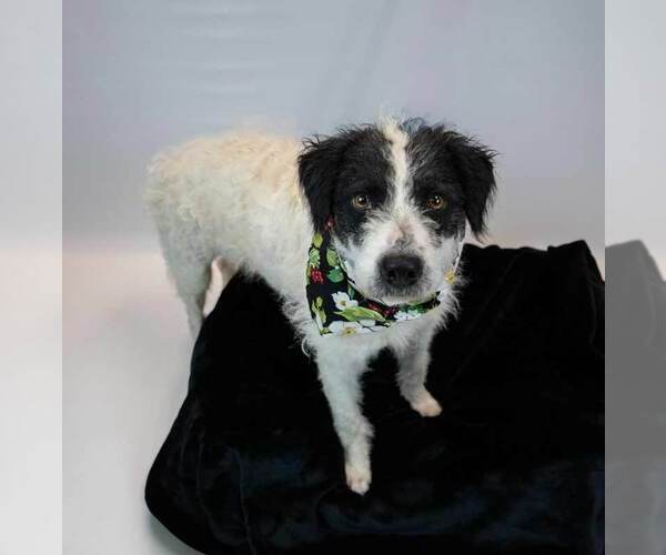 Medium Photo #2 Border Collie-Unknown Mix Puppy For Sale in Kennesaw, GA, USA