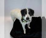 Small #1 Border Collie Mix