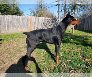 Father of the Doberman Pinscher puppies born on 01/27/2023