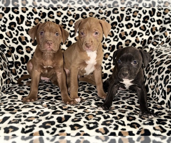 Medium Photo #11 American Pit Bull Terrier Puppy For Sale in DETROIT, MI, USA