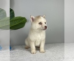 Small Photo #5 Pomsky Puppy For Sale in FRANKLIN, IN, USA