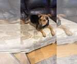 Small #33 Labrador Retriever Mix
