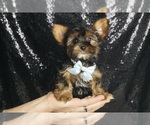 Small #1 Yorkshire Terrier