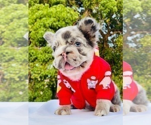 French Bulldog Puppy for sale in SANTA MONICA, CA, USA