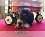 Small Photo #18 Dachshund Puppy For Sale in MILAN, TN, USA