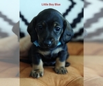 Puppy Little boy blue Dachshund