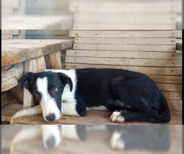 Medium Photo #1 Border Collie Puppy For Sale in Calgary, Alberta, Canada