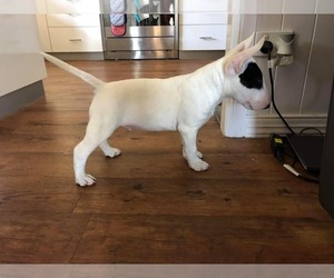 Bull Terrier Puppy for sale in CASTRO VALLEY, CA, USA