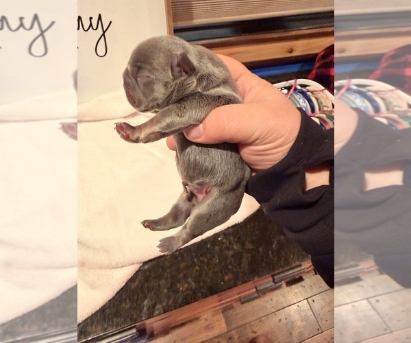 Medium Photo #2 French Bulldog Puppy For Sale in PONSFORD, MN, USA