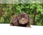 Small #16 ShihPoo