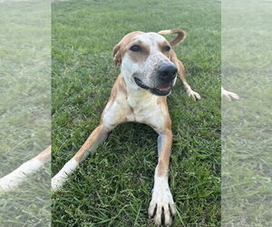 Ginny - Female Labrador Retriever-Unknown Mix Dog for Adoption - Photo #2