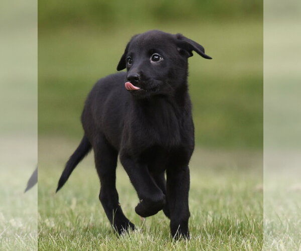 Medium Photo #3 Borador Puppy For Sale in Mechanicsburg, PA, USA