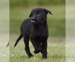 Small #2 Borador