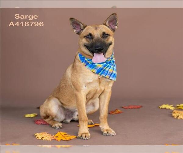 Medium Photo #2 Mutt Puppy For Sale in Conroe, TX, USA