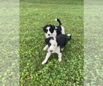Louie - Male Border Collie-Papillon Mix Puppy for Sale - Photo #4