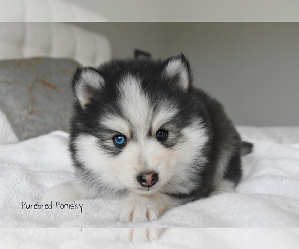 Medium Photo #2 Pomsky Puppy For Sale in KANSAS CITY, MO, USA