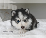 Small #1 Pomsky