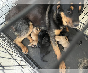 Rottweiler Puppy for sale in AMADO, AZ, USA