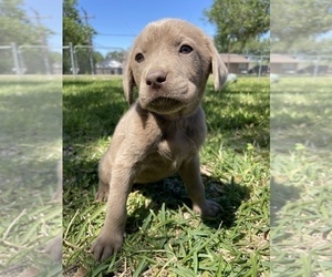 Labrador Retriever Puppy for sale in ALVIN, TX, USA
