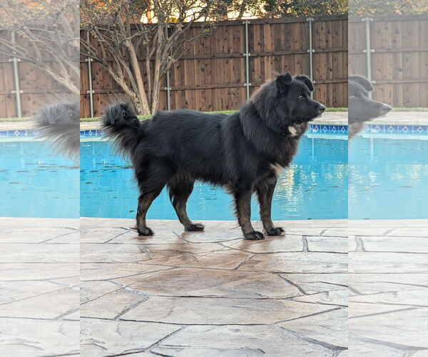 Medium Photo #2 Border Collie Puppy For Sale in Denton, TX, USA