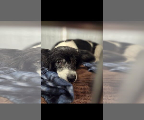 Medium Photo #12 Papshund Puppy For Sale in Arlington, WA, USA