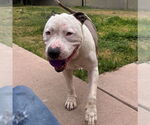 Small #4 American Pit Bull Terrier-American Staffordshire Terrier Mix