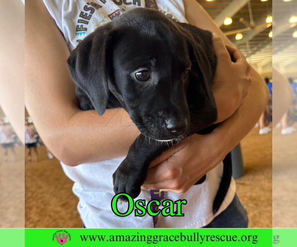 Medium Photo #4 Bulldog-Labrador Retriever Mix Puppy For Sale in Pensacola, FL, USA