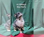 Small Photo #3 Australian Shepherd Puppy For Sale in CLARKSVILLE, TX, USA