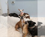 Small #3 Chihuahua Mix