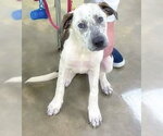 Small #1 Catahoula Leopard Dog-Pointer Mix