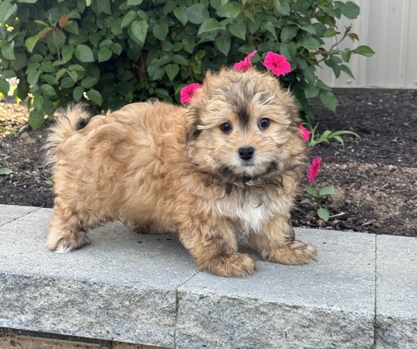 Medium Photo #2 Havanese Puppy For Sale in CANOGA, NY, USA