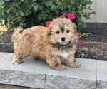 Small #1 Havanese