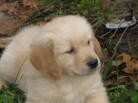 Medium Photo #1 Golden Retriever Puppy For Sale in MATTAPOISETT, MA, USA