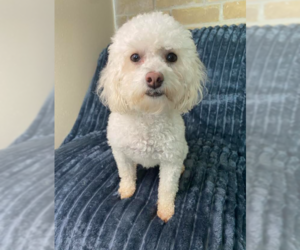 Maltipoo Dogs for adoption in Cranston, RI, USA