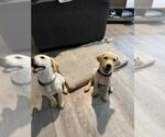 Small #12 Labrador Retriever