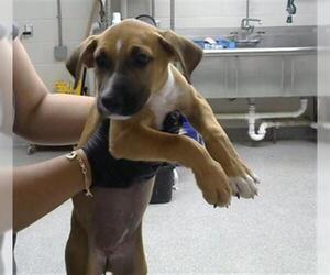 Black Mouth Cur Dogs for adoption in Pasadena, TX, USA