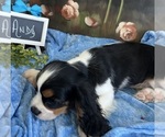 Small #3 Cavalier King Charles Spaniel