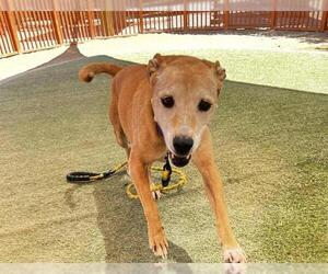 American Pit Bull Terrier-Unknown Mix Dogs for adoption in Las Vegas, NV, USA