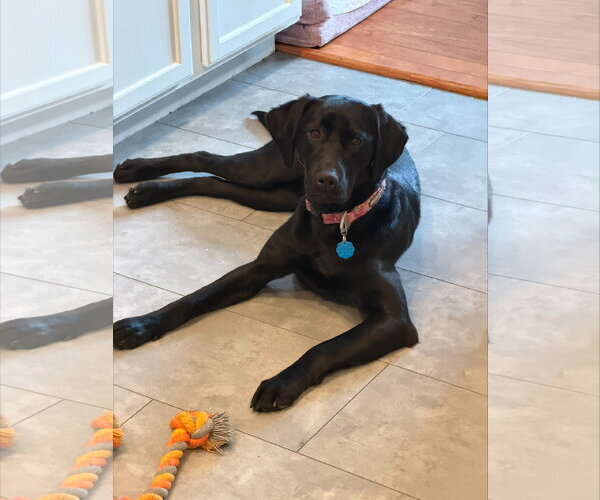 Medium Photo #1 Mutt Puppy For Sale in Farmington, MN, USA