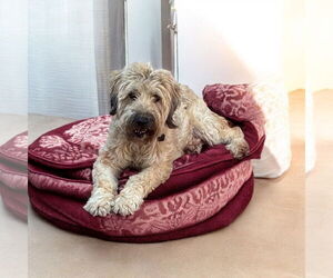 - Mix Dogs for adoption in Menifee, CA, USA
