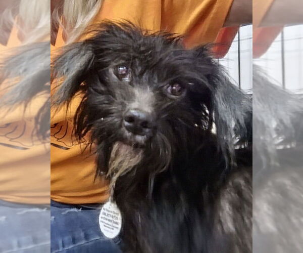 Medium Photo #6 Chihuahua-Unknown Mix Puppy For Sale in Foristell, MO, USA