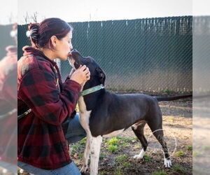 AC - Donny - Male Lab-Pointer Dog for Adoption - Photo #2