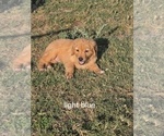 Puppy light blue Golden Retriever