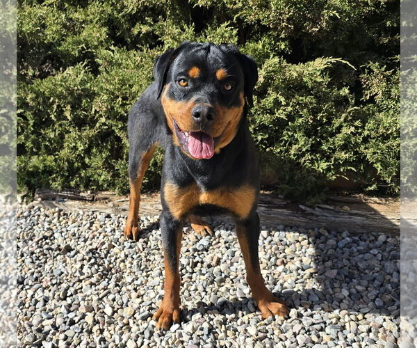Medium Photo #2 Rottweiler Puppy For Sale in Albuquerque, NM, USA
