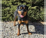 Small #1 Rottweiler