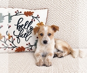 Australian Cattle Dog Puppy for sale in INDIANAPOLIS, IN, USA