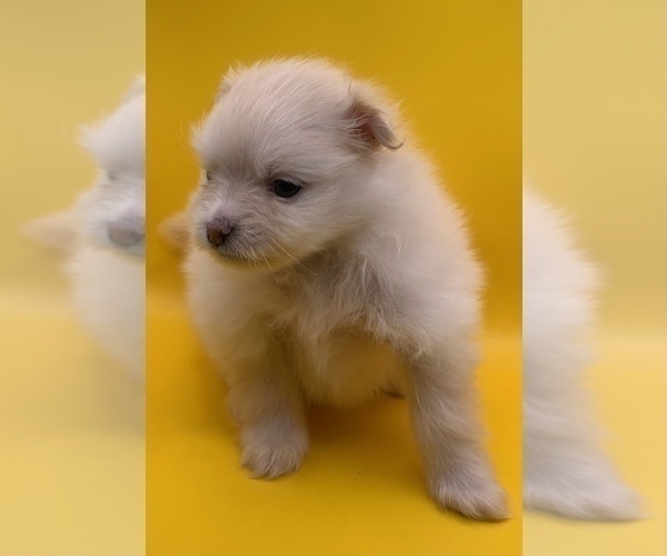 Medium Photo #7 Pomeranian Puppy For Sale in PORTLAND, ME, USA