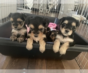 Yorkshire Terrier Puppy for sale in DANVILLE, CA, USA