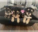 Small Photo #1 Yorkshire Terrier Puppy For Sale in DANVILLE, CA, USA