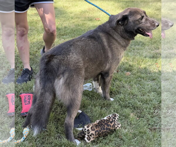 Medium Photo #2 Mutt Puppy For Sale in Yardley, PA, USA